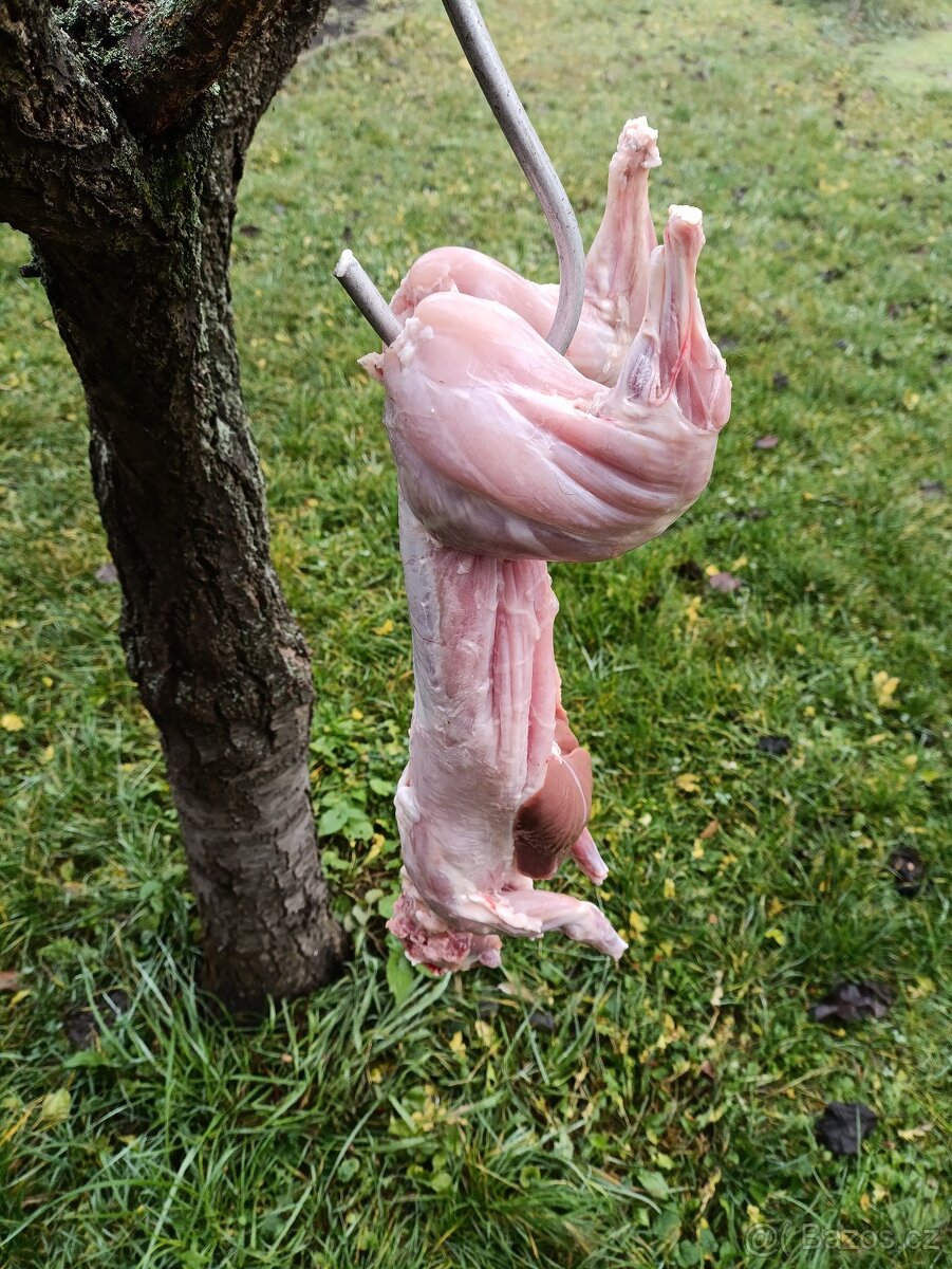 Králíci na maso i živé - 2