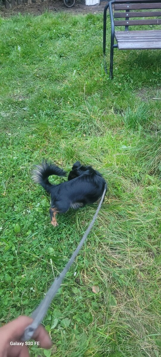 Nás krasavec čaky - 2