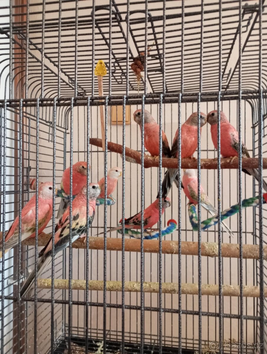 Neoféma bourek- pár: rezervováno - 2