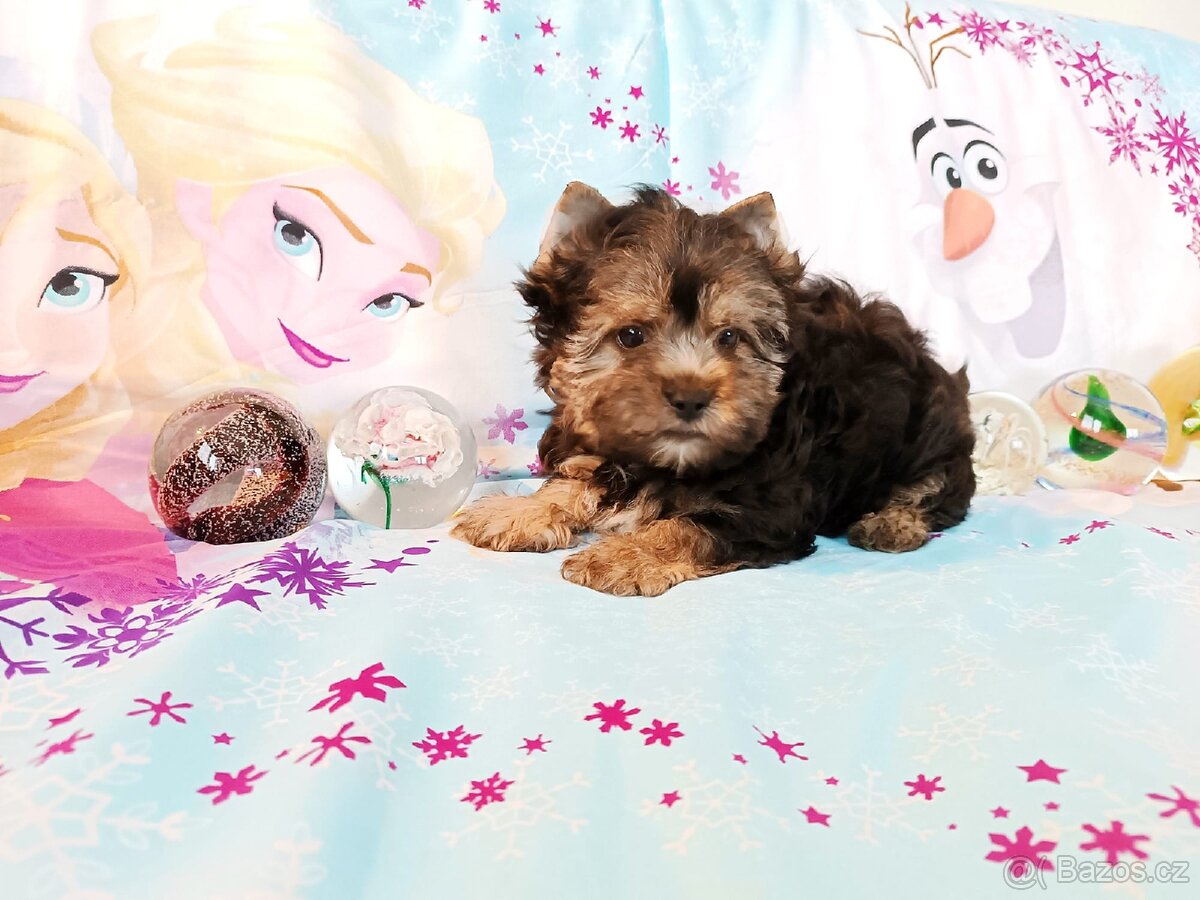 Jorkšírský teriér štěňátka - 2