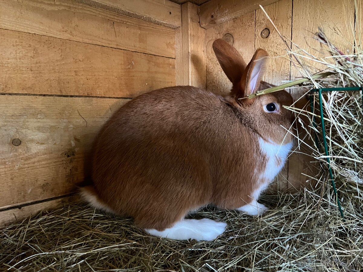 Meklenburský strakáč - 2