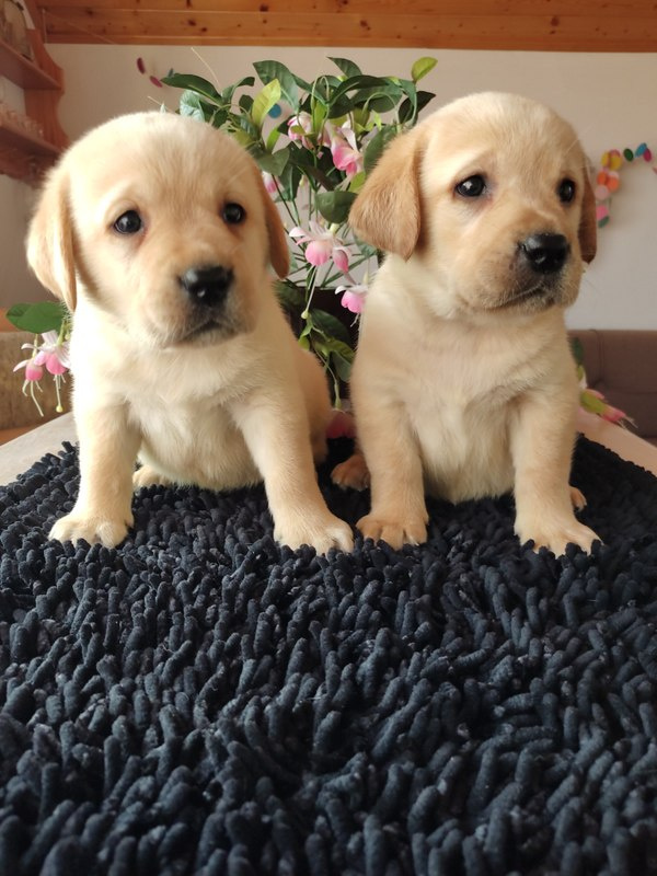 Labrador, Labradorský retrívr - 2