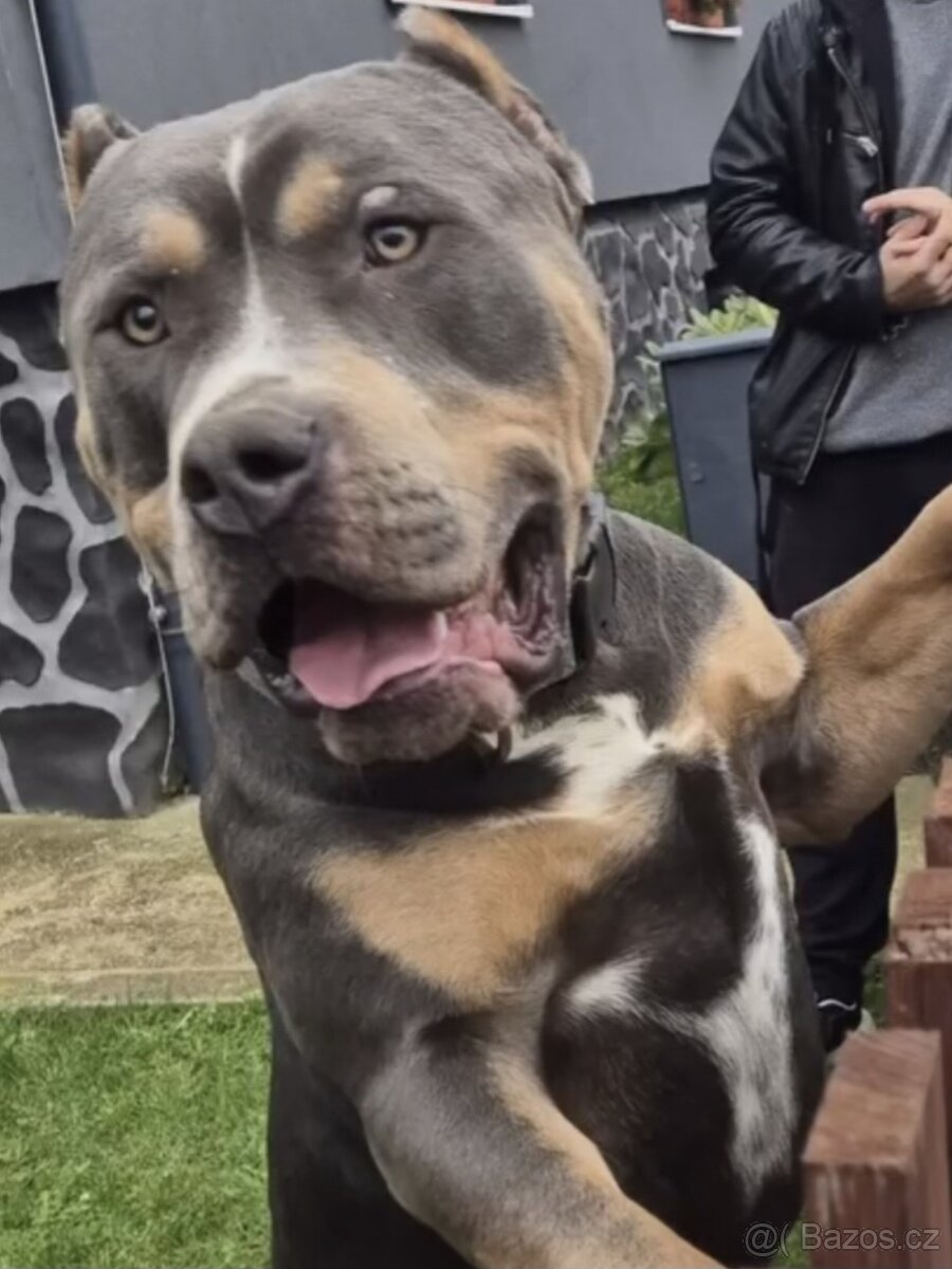 American bully xl-krytí - 2