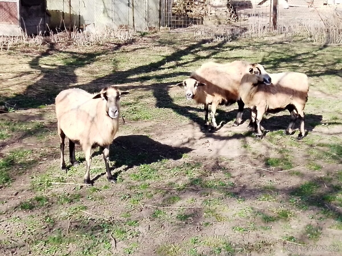 Kamerunské ovce - 2