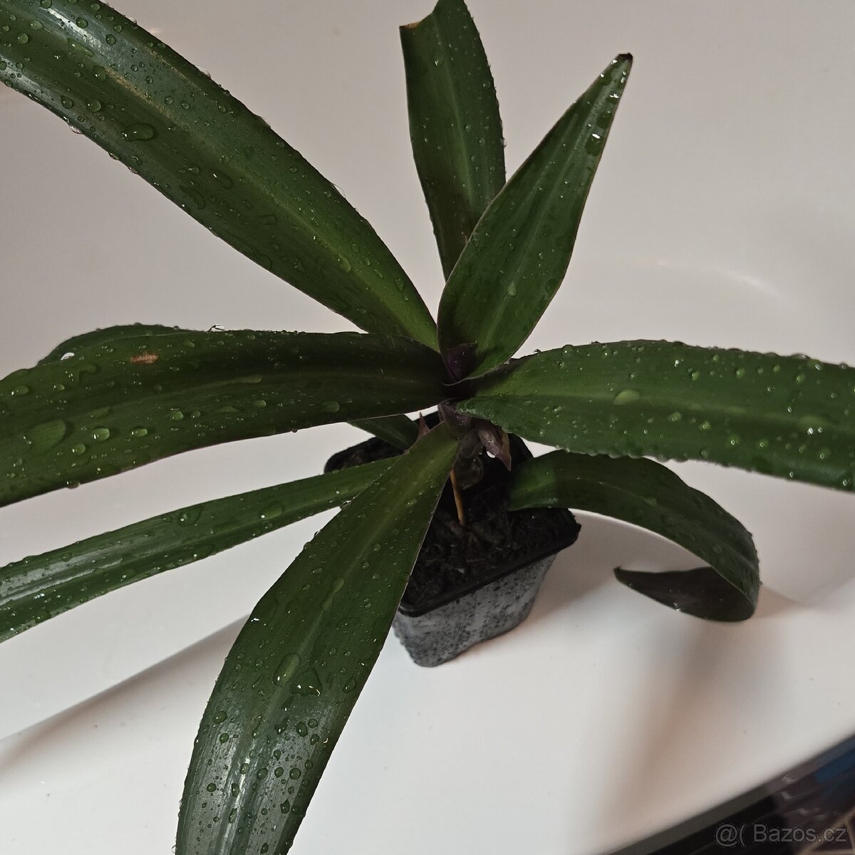 Tradescantia spathacea - 2