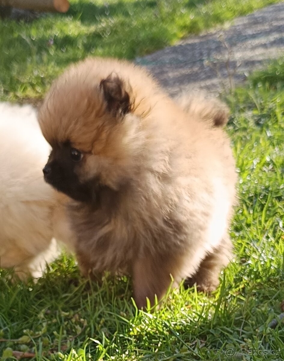 Pomeranian - 2