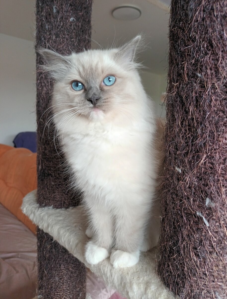 Kočička blue mitted s PP - 2