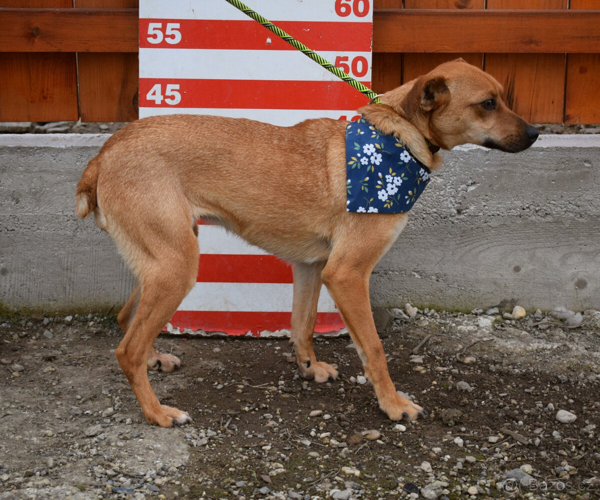 Fenečka Emilia - 2