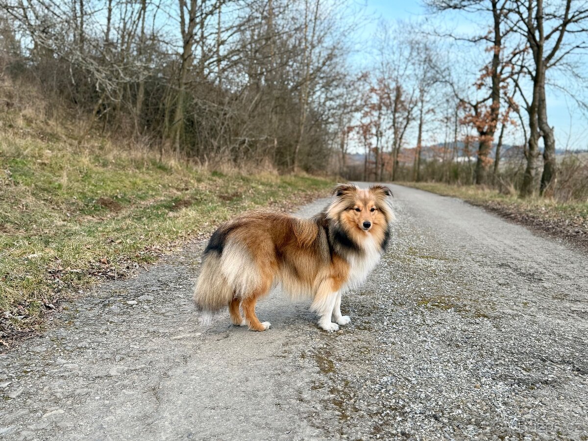 Sheltie dlouhosrsta s PP - kryti - 2
