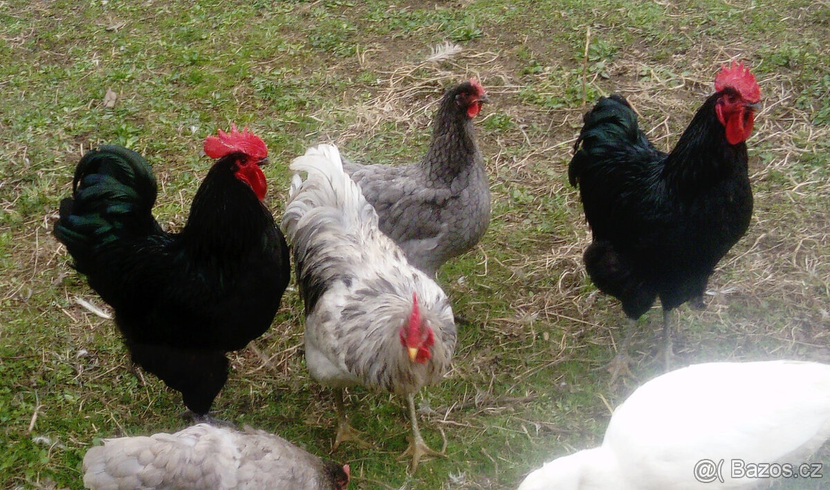 Násadová vejce Zerzejsky obr, yersey gigant - 2