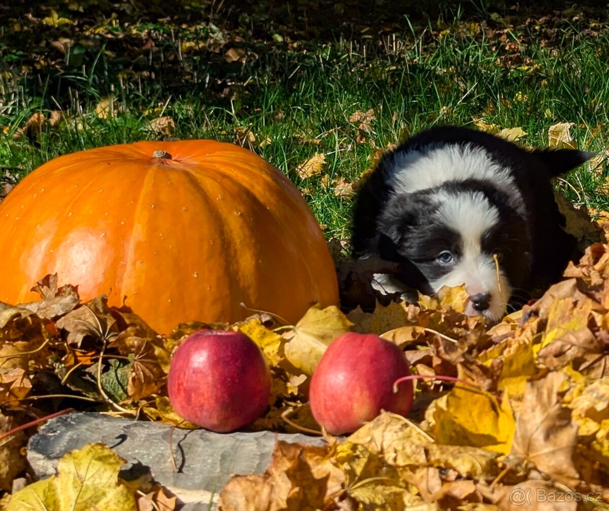 Australský ovčák, štěňata s PP FCI - 2