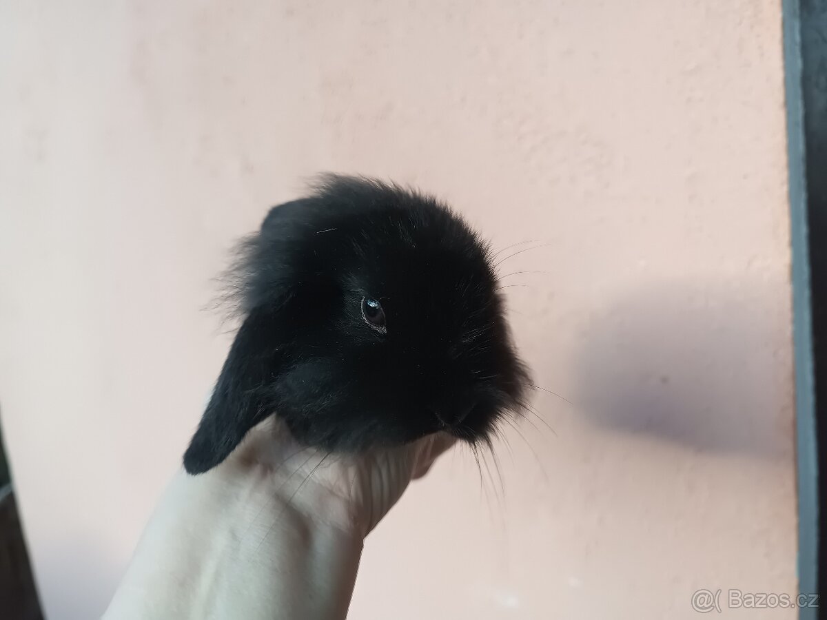 Zakrslý beránek lvíček sameček - 2