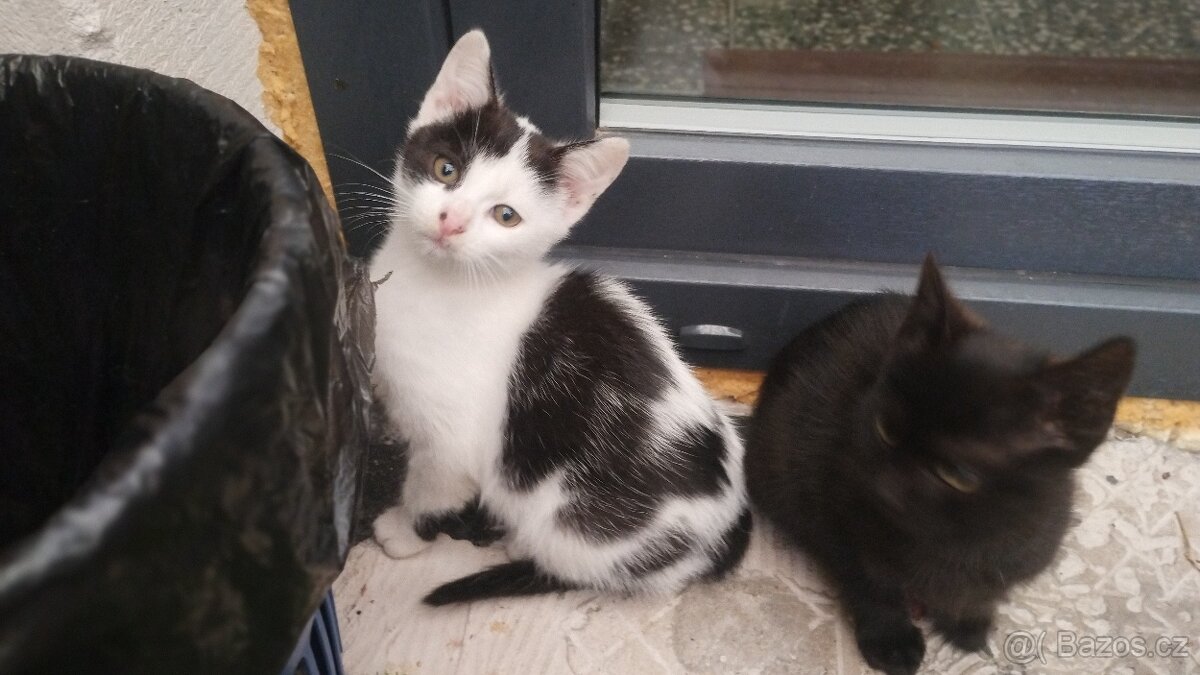 Kočička a kocourek,4 měsíce potřebují domov. - 2