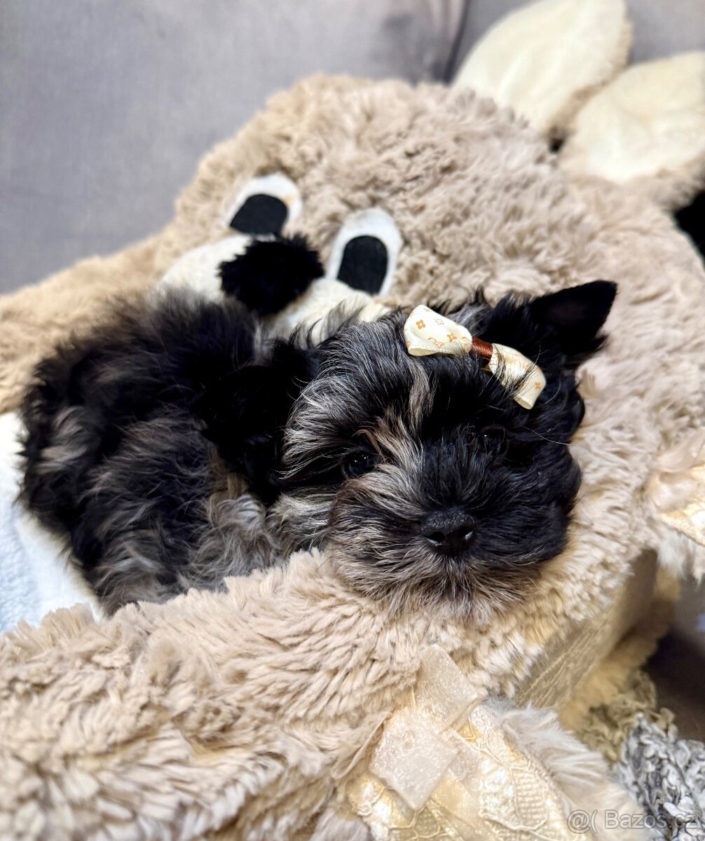 Jorkširský teriér pejsek s PP - 2