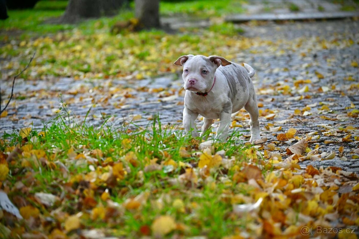 American Bully štěňátka - 2