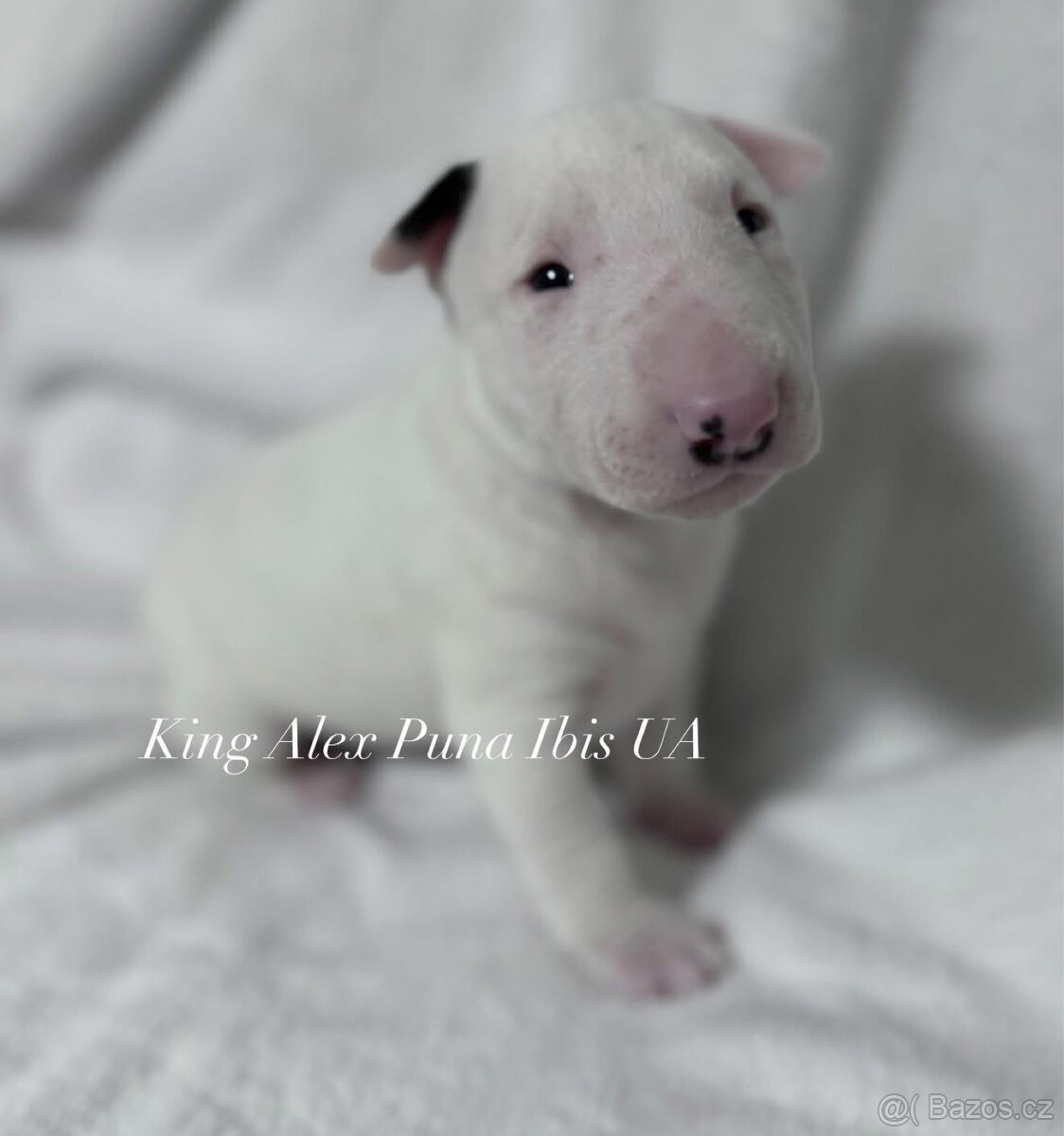 Miniaturní bulteriér s PP - 2