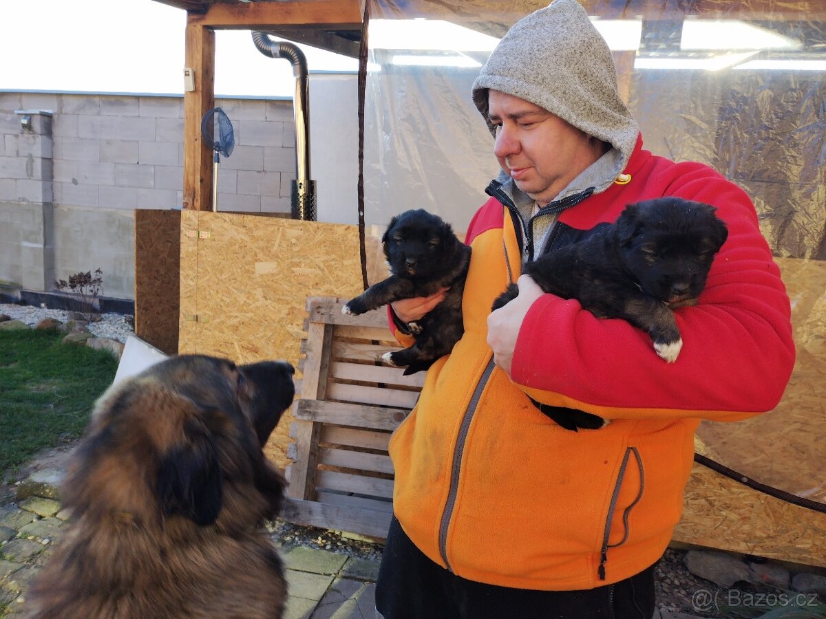 Kavkazský pastevecký pes - 2