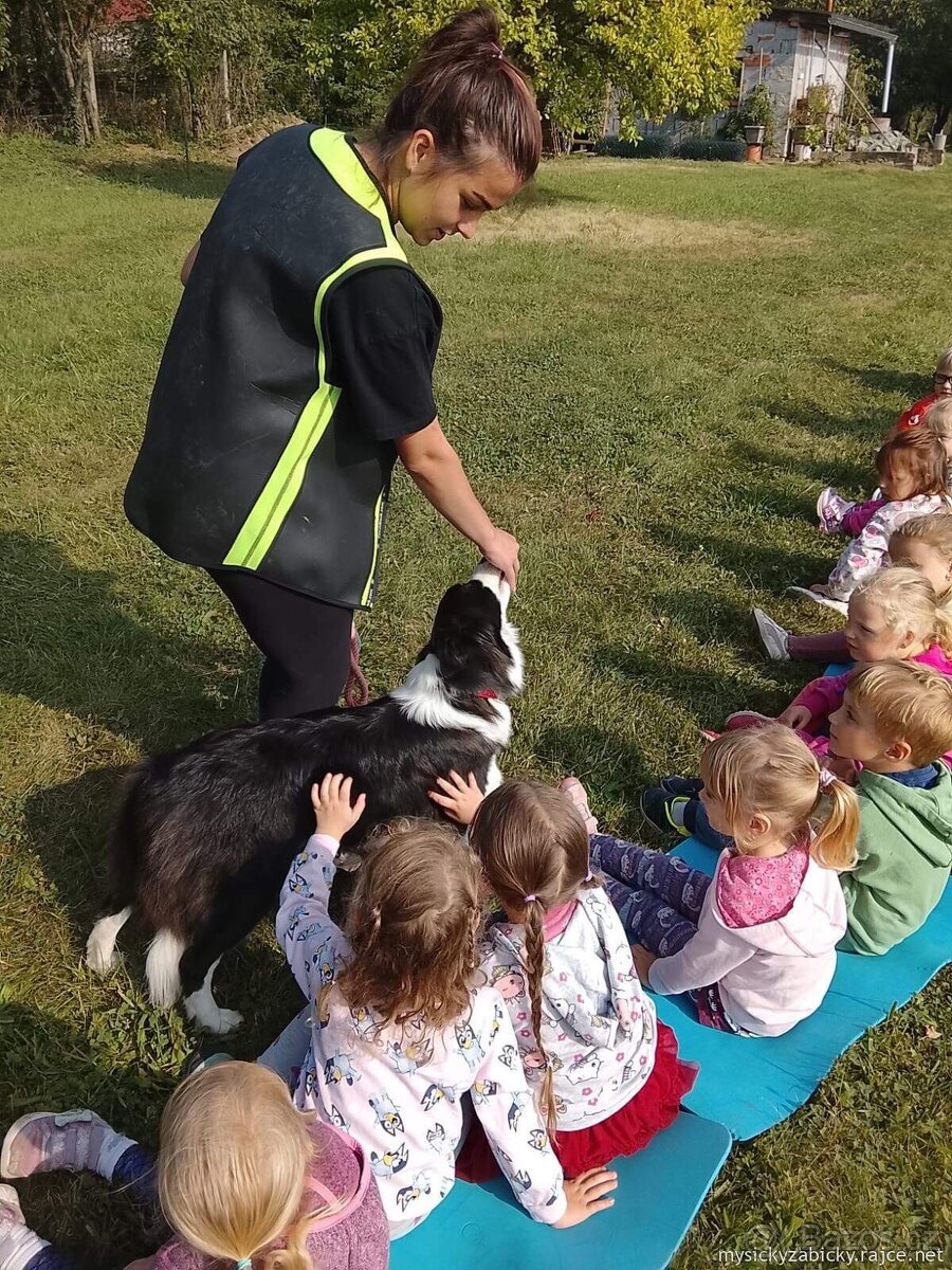 Border kolie s PP štěňata - 2