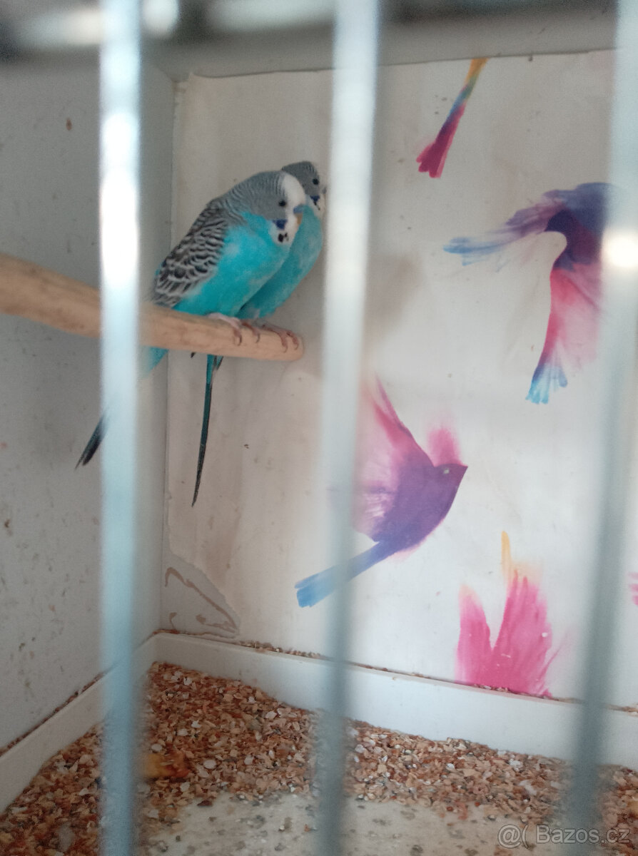 Prodám andulky - 2