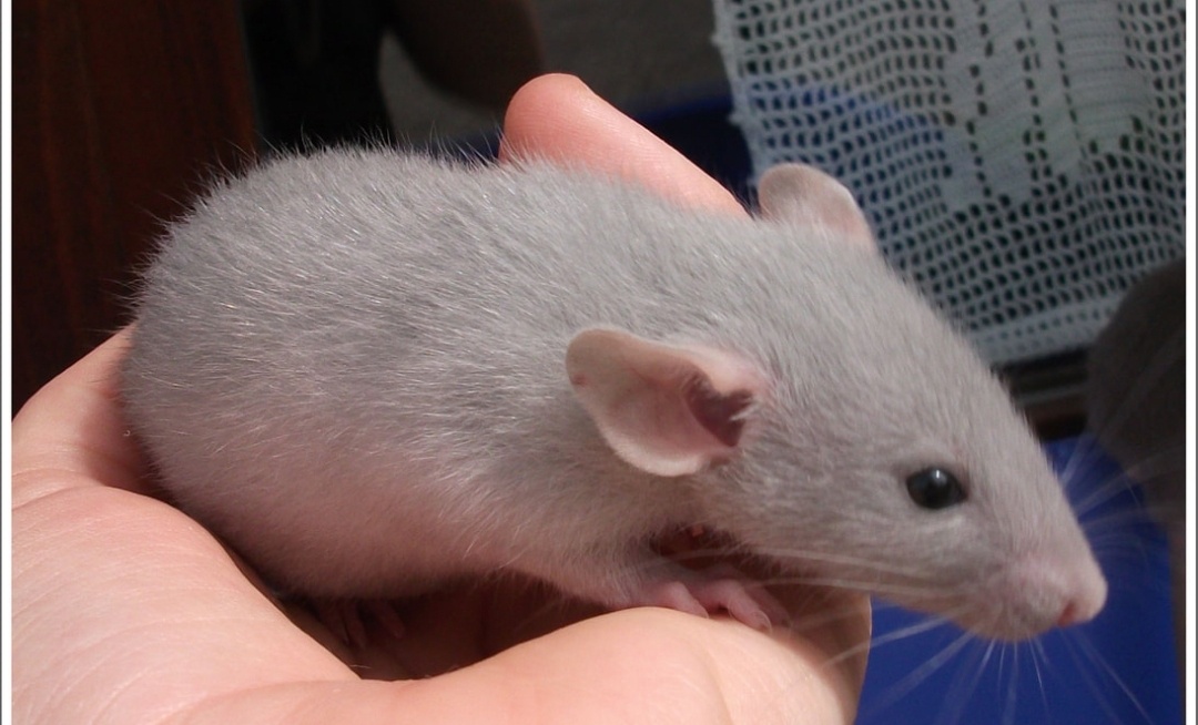 Koupim modrou a stříbrnou potkanku - 2