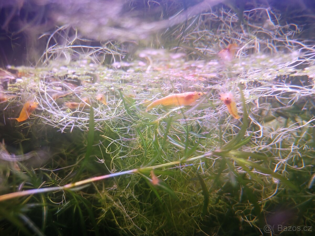 Krevetky Neocaridina - 2