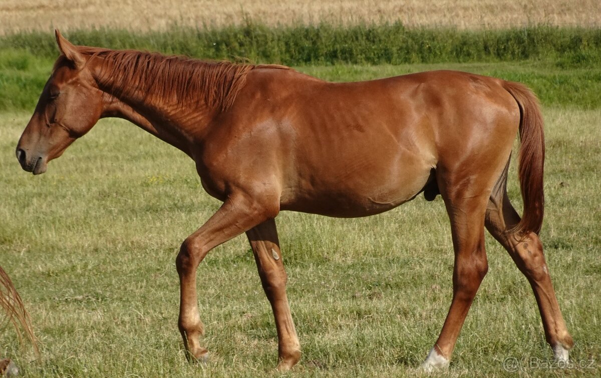 Prodám hřebce Kůň Kinský, - 2