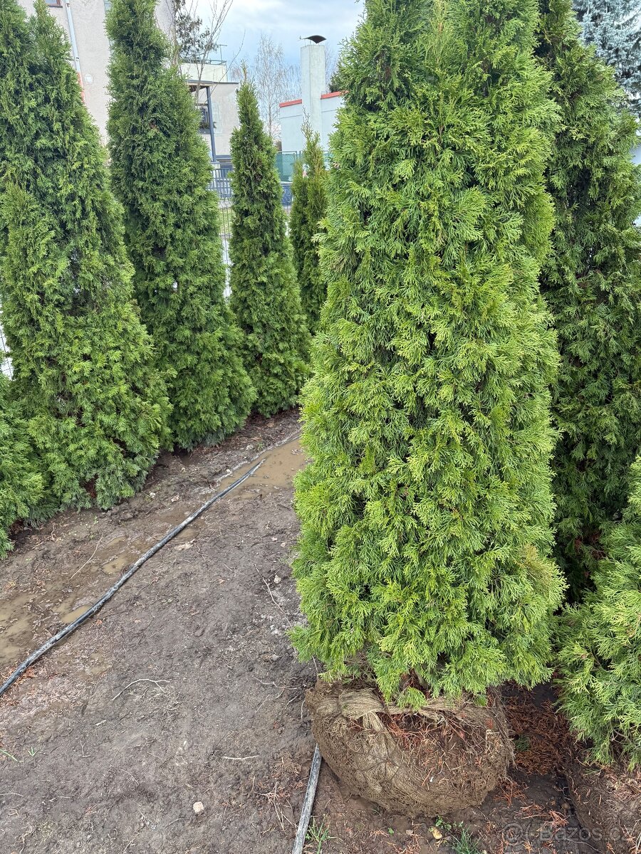 Thuje Smaragd, výška cca 2 m - 2