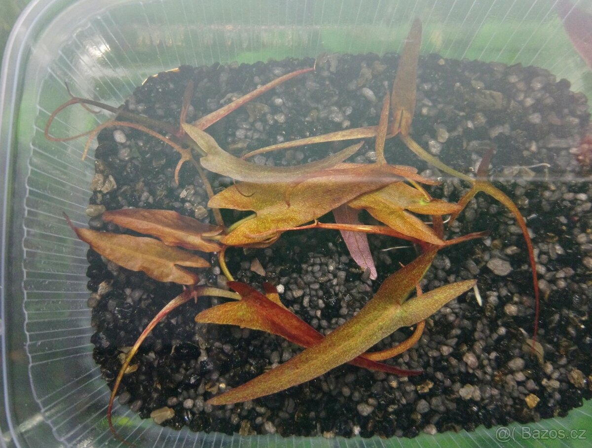 Leknín egyptský červený - 2