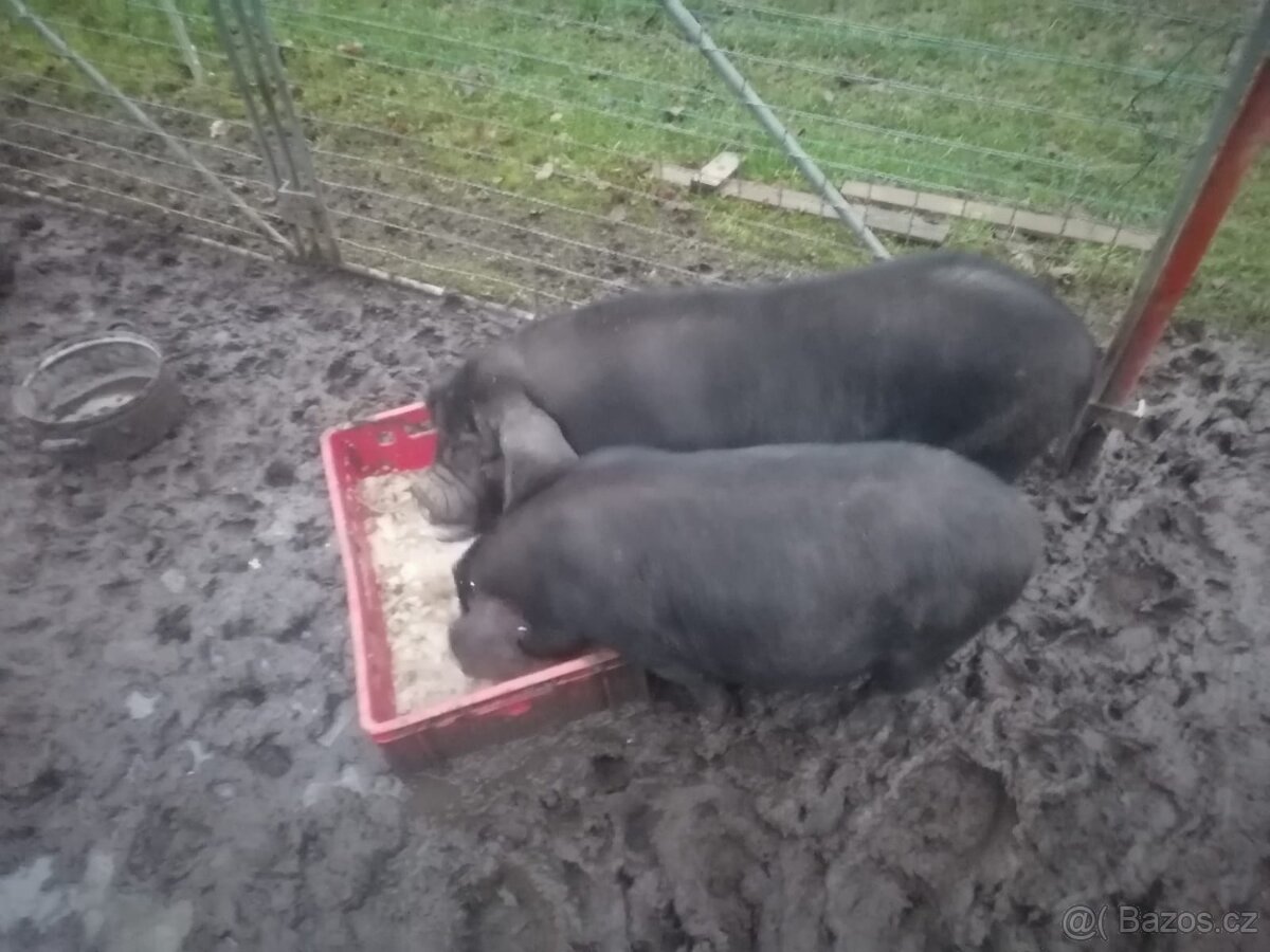Prodám prasata - 2