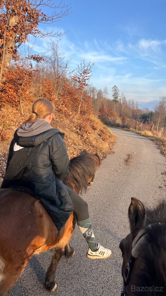 Hledám pronájem kone - 2