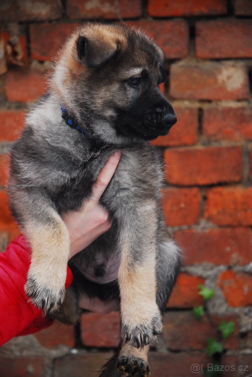 Německý ovčák - 2