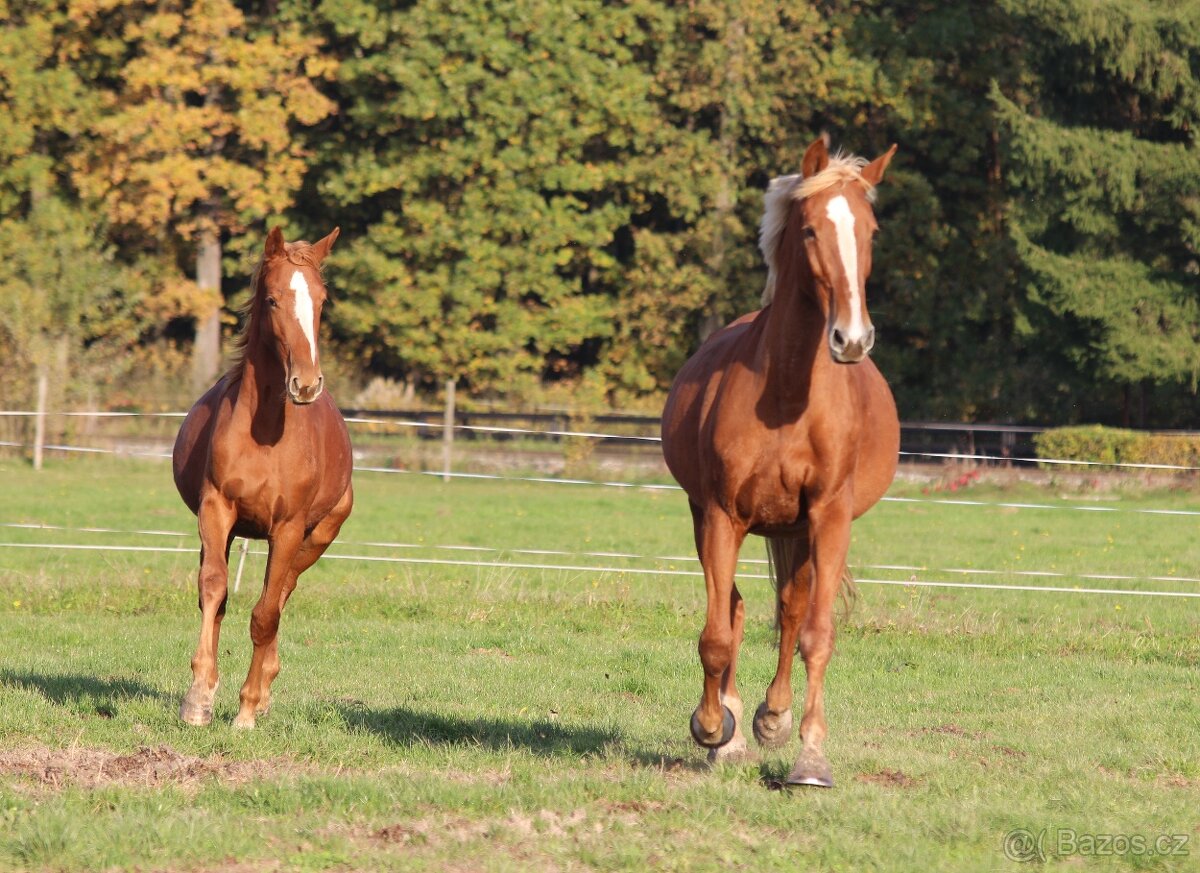 Koně přímo od chovatele - 2