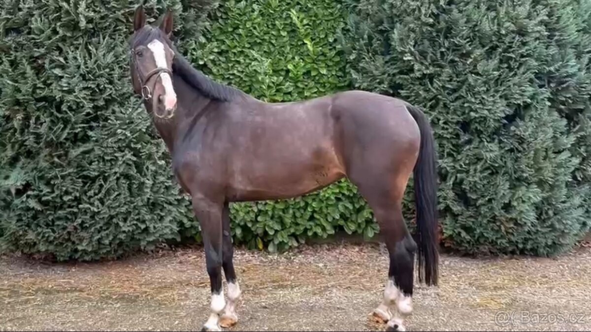 6 letá klisna Belgického teplokrevníka - 2