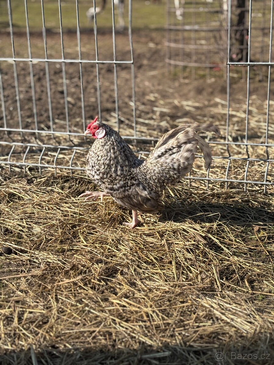 Bantamka kropenatá zdrobnělá - 2