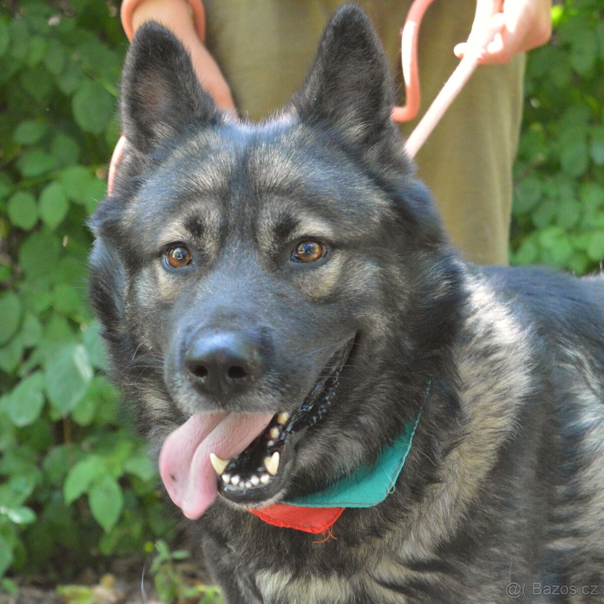 🐾 SIMBAD – energický hrdina s velkým srdcem - 2