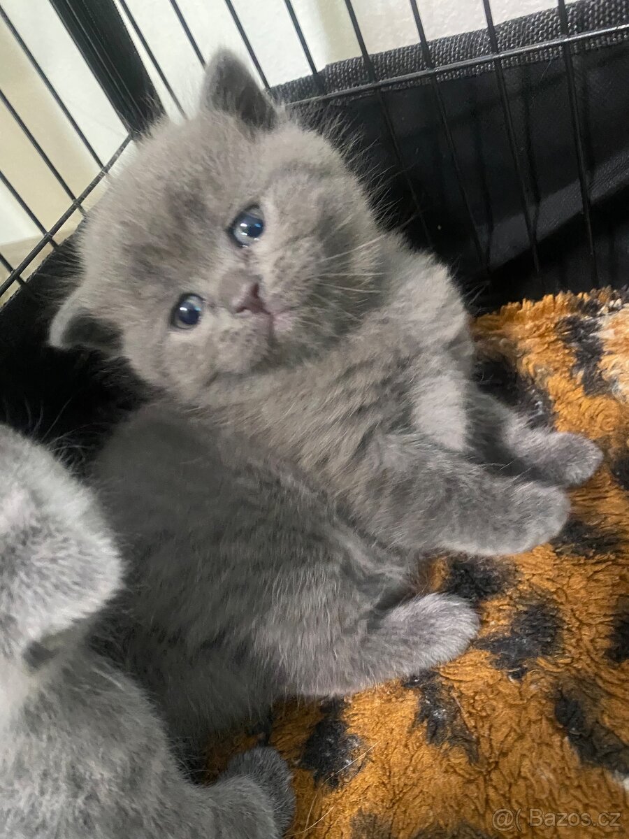 Britští koťátka - 2