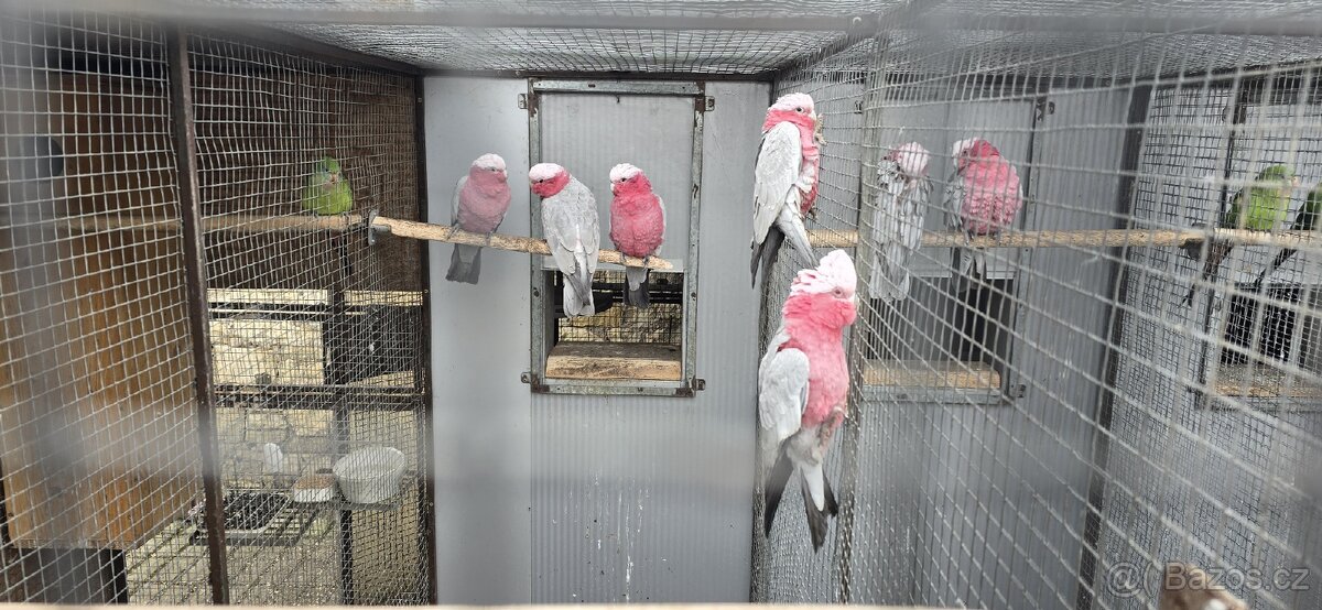 Kakadu růžový - 2