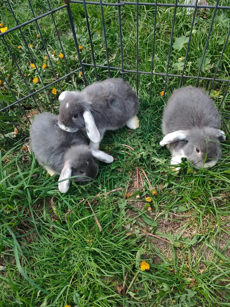 Zakrslý králíček beranek - 2