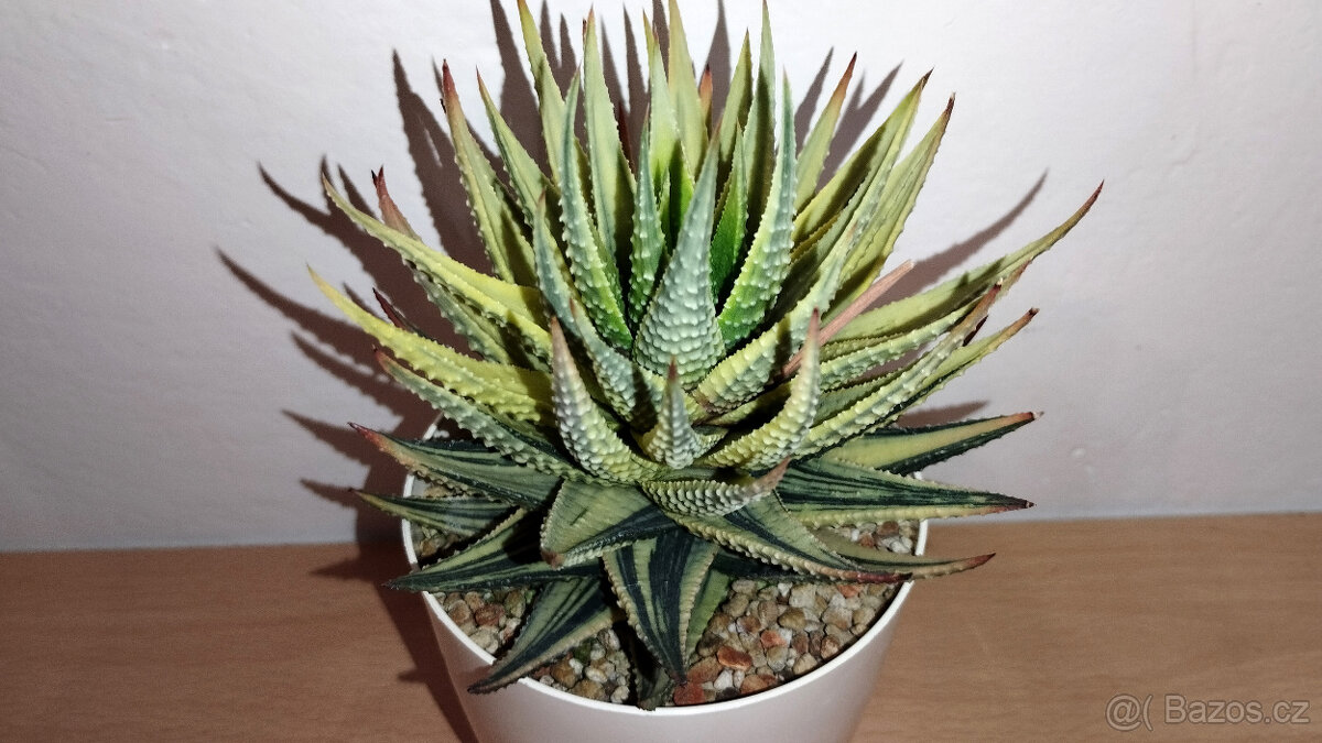 Haworthia Pumila variegated ( sukulent ) - 2