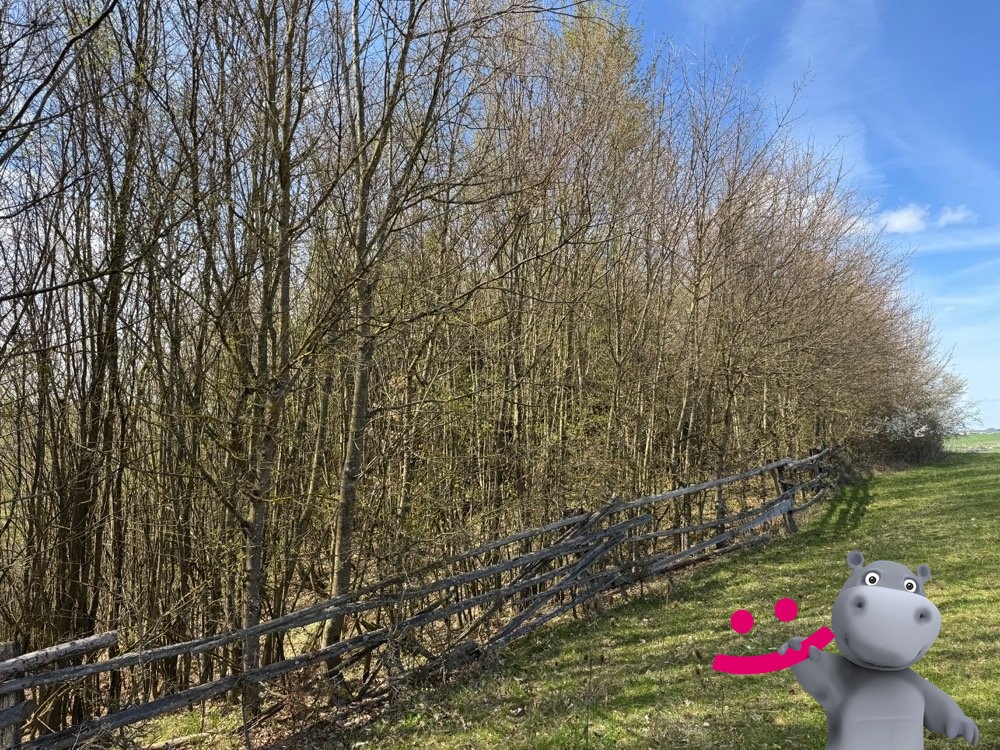 Prodej lesa 3 109 m², Luhačovice, ev.č. 58602 - 2