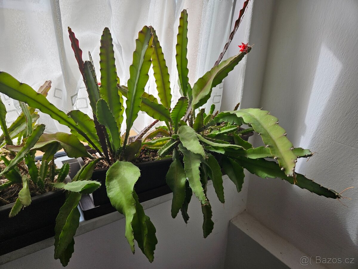 Epiphyllum ackermannii - 2