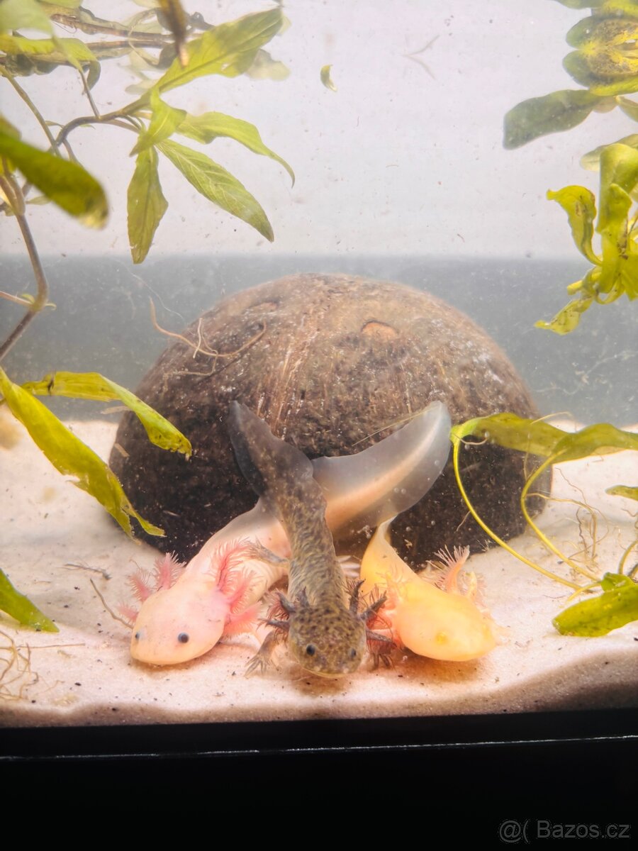 Axolotl - 2