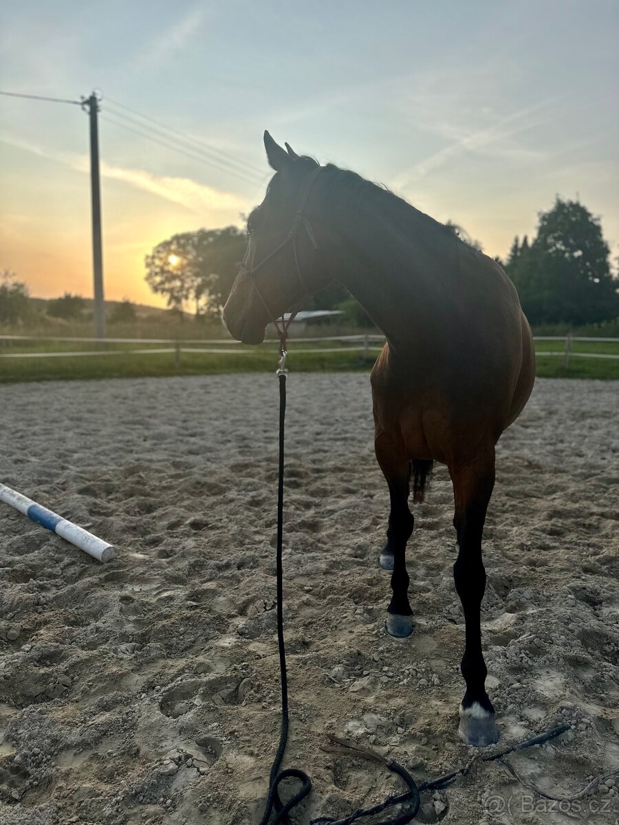 Klisna / Klusák / 7let / Prodej - 2