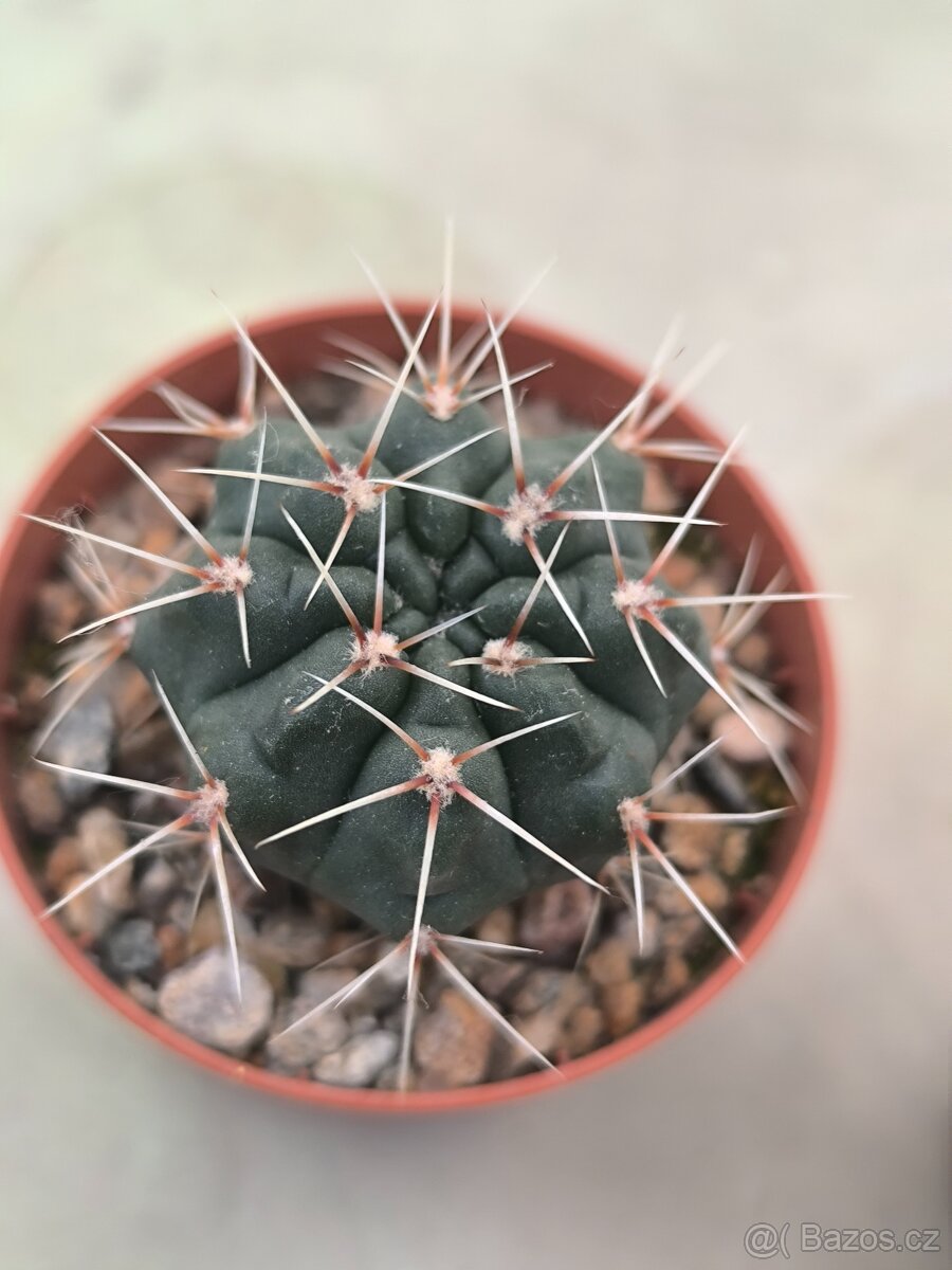 Sukulenty a kaktusy - 2