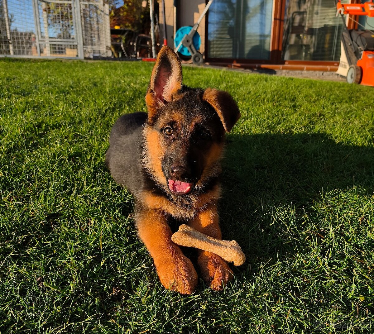 Německý ovčák štěňata - 2