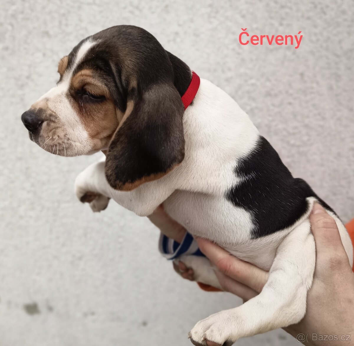 Štěně bígl - 2
