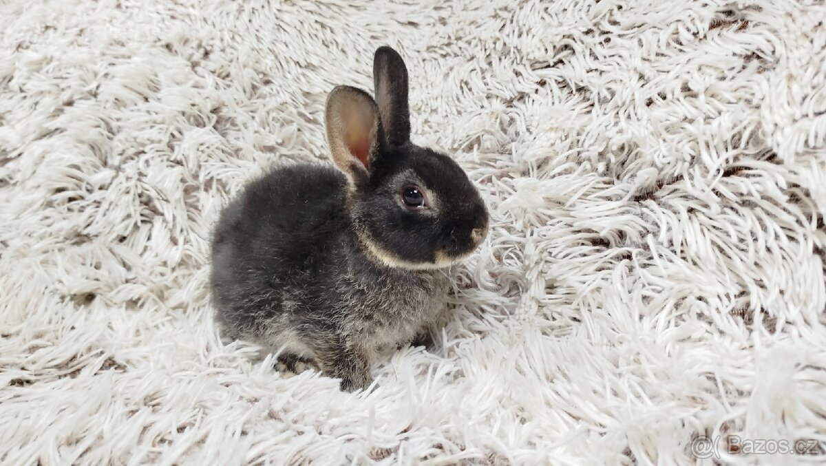 Zakrslý králík, králíček- (REX) DAISY - 2