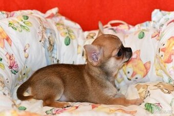 Koupím: štěně čivavi, - 2