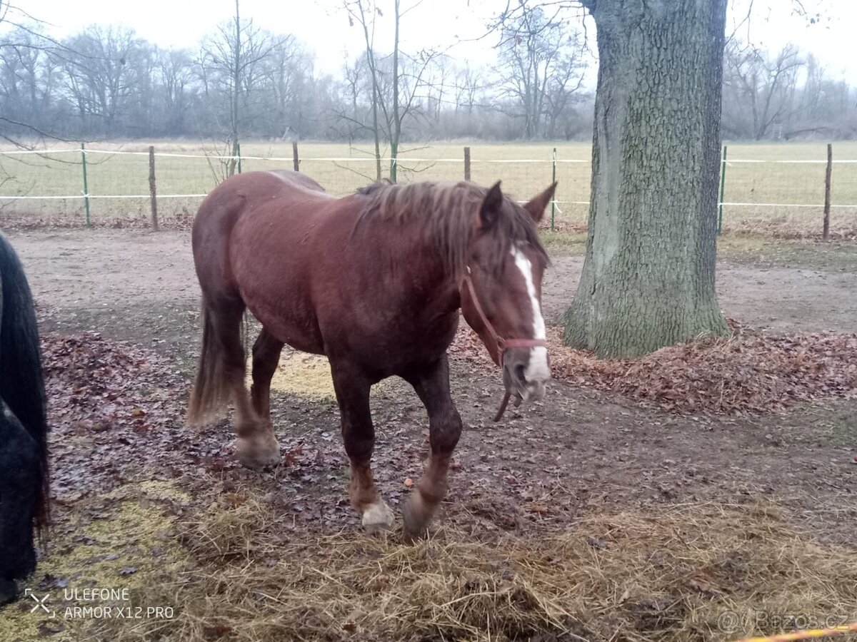 Prodám hřebce slezského norika - 2