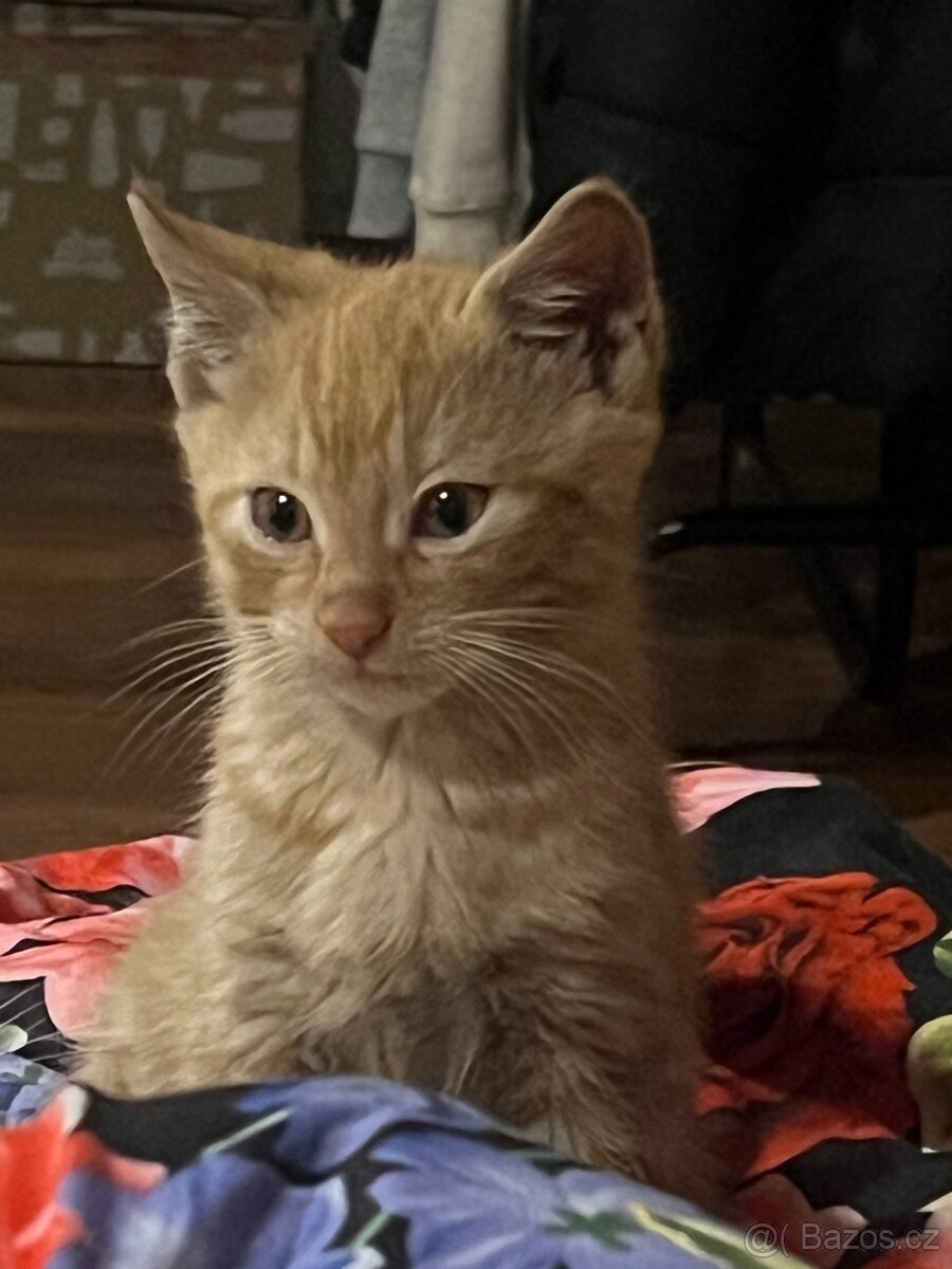 Koťatka - 2